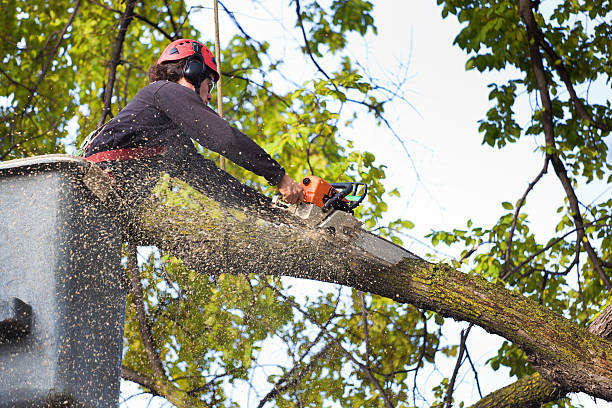  , USA Tree Removal Services Pros